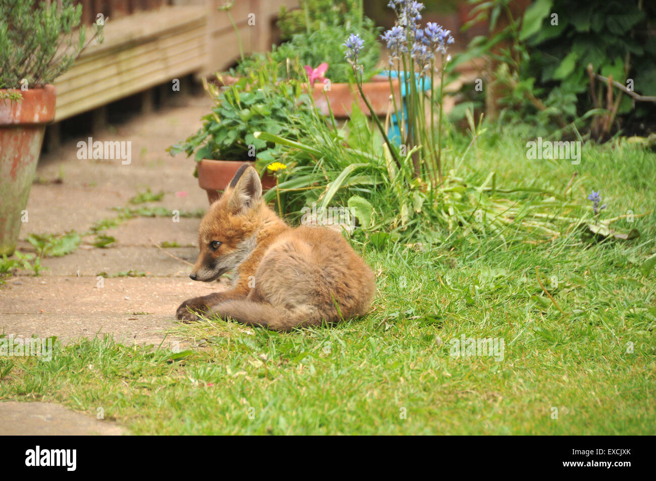 A fox cub Stock Photo Alamy