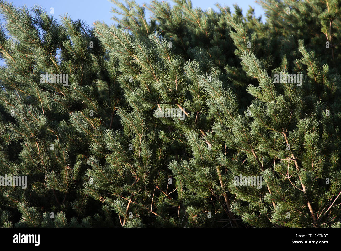Fir trees close up hi-res stock photography and images - Alamy
