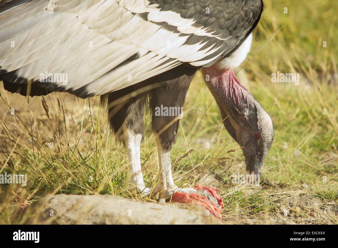 Horizontal photo of condor eating his lunch Stock Photo