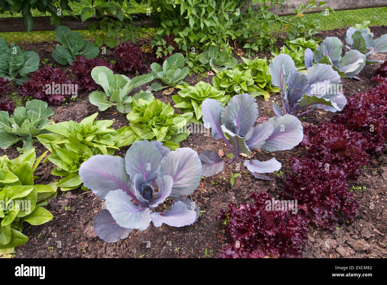 Organic Vegetable Garden with Lettuce and Cabbage Stock Photo