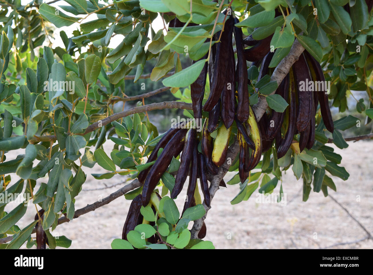 carob pods hanging on a carob tree Stock Photo Alamy
