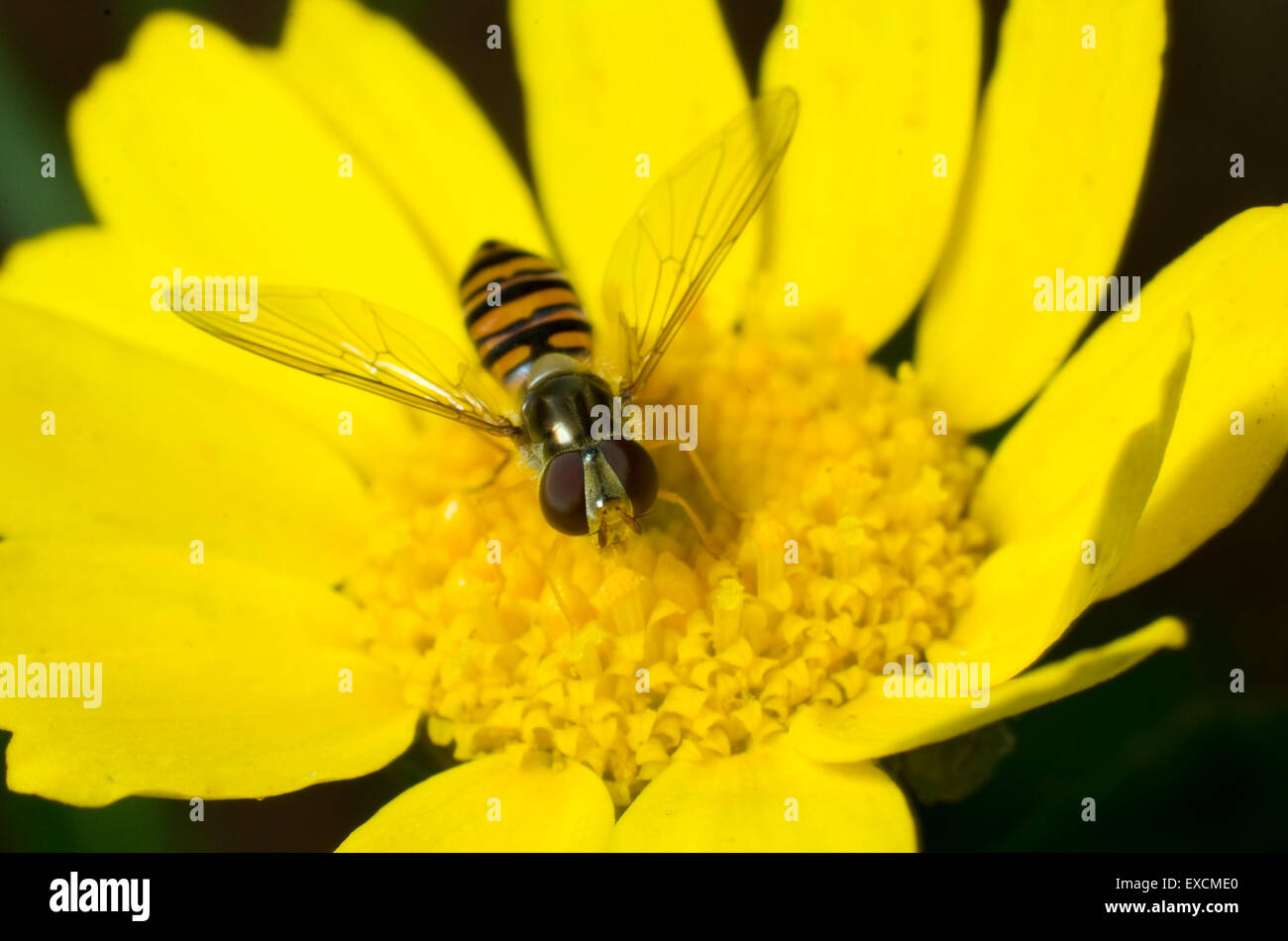 Hover fly on a bright yellow corn marigold flower Stock Photo
