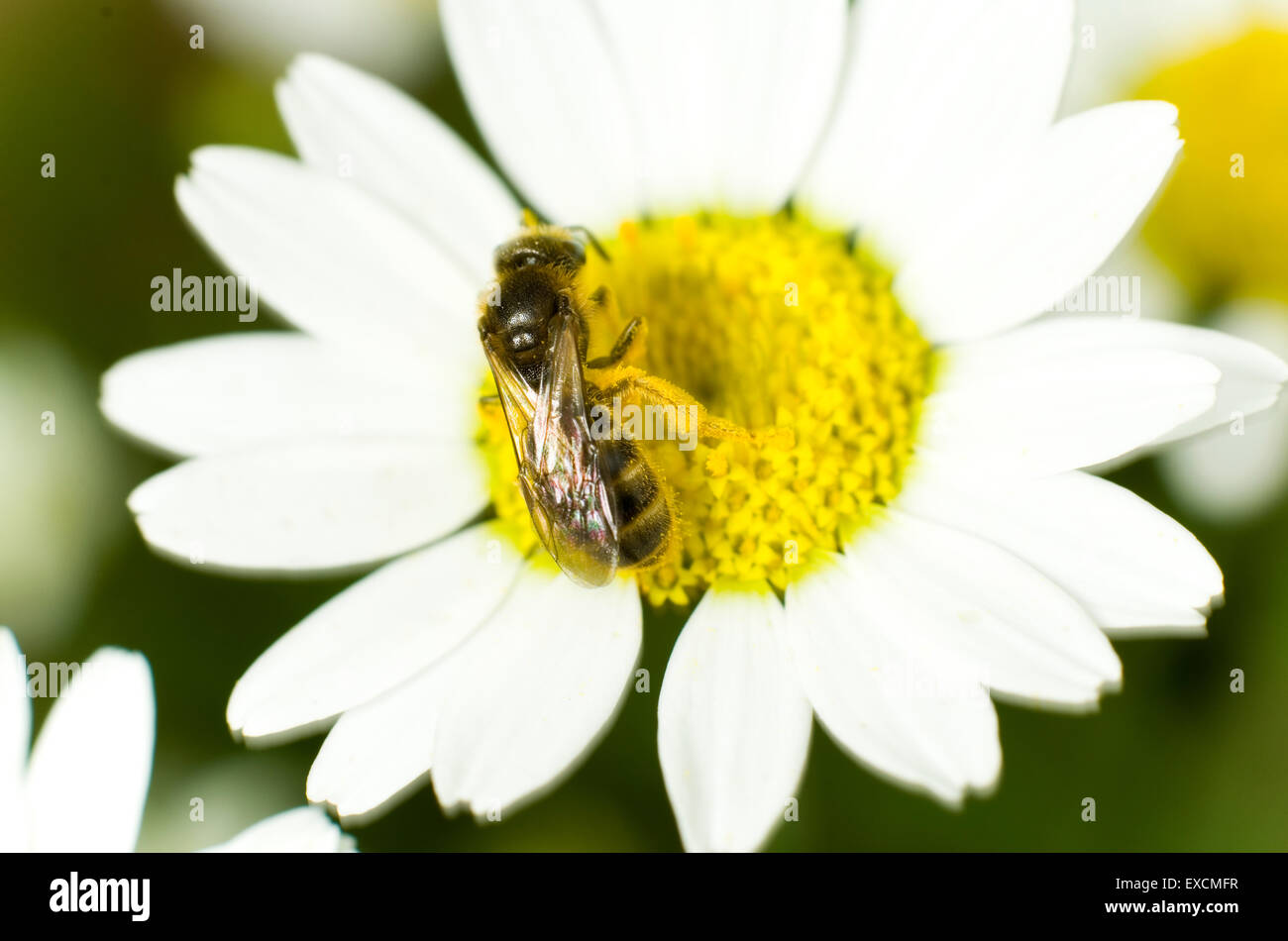 Small sweat bee covered in pollen on a corn chamomile flower Stock Photo
