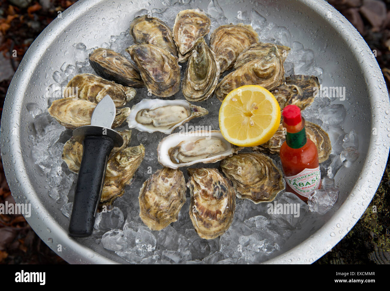 Porlock Bay Oysters which are being bred for the first time in 120 years in Porlock Weir,Somerset,UK.  Alan Wright is one of the owners. Stock Photo