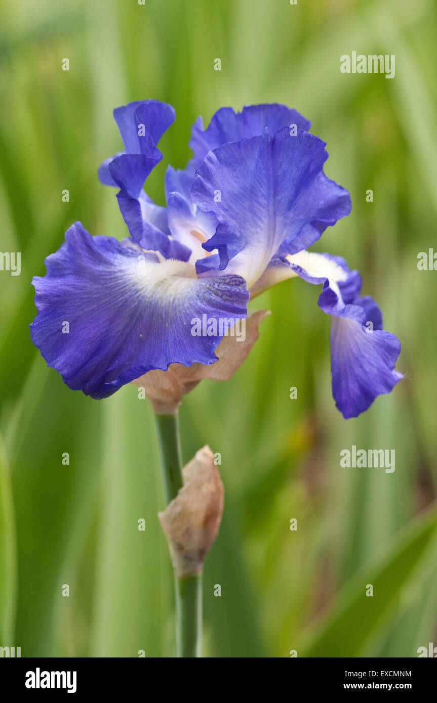 Iris - City Lights Stock Photo