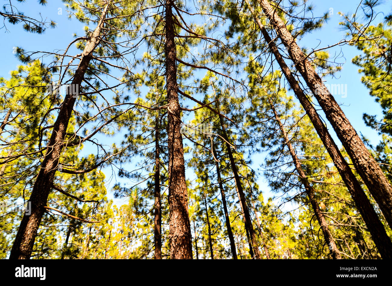 Very High Pine Wood Forest Stock Photo Alamy