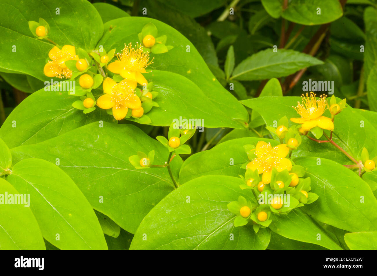 Sweet Amber or Tutsan, Hypericum androsaemum, in flower with young berries Stock Photo
