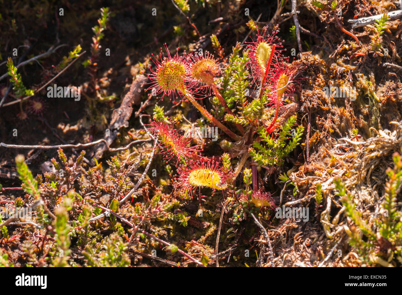A sundew plant, Drosera rotundifolia amongst the Heather, ling, Calluna vulgaris Stock Photo