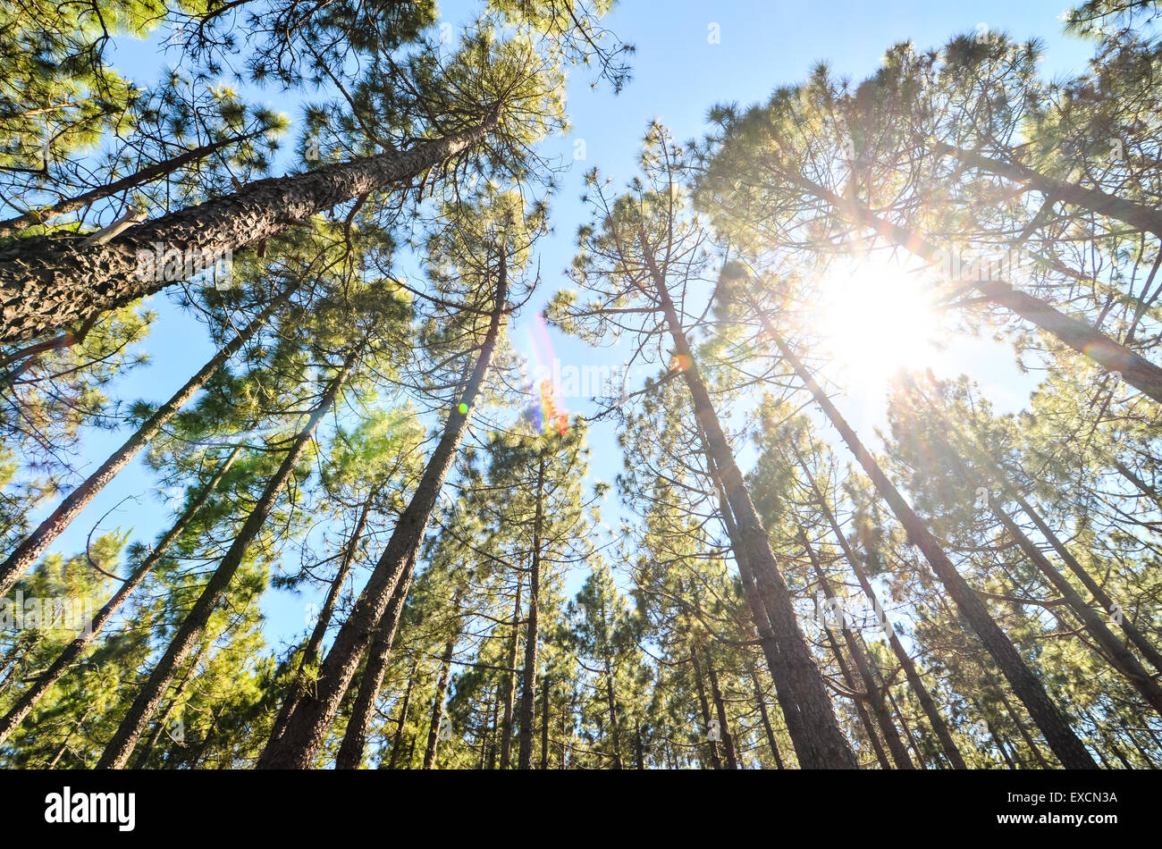 Very High Pine Wood Forest Stock Photo - Alamy