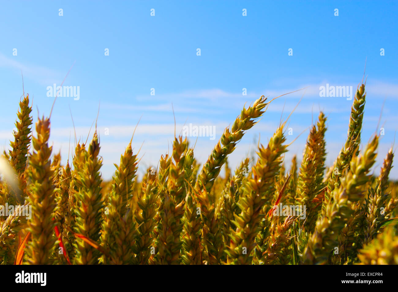 Beautiful view on summer wheat field under blue sky Stock Photo - Alamy
