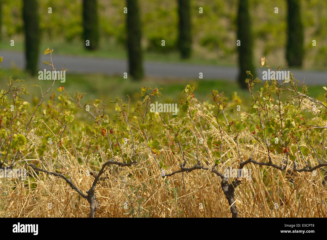 Jamieson Ranch Winery, American Canyon, Napa CA Stock Photo Alamy