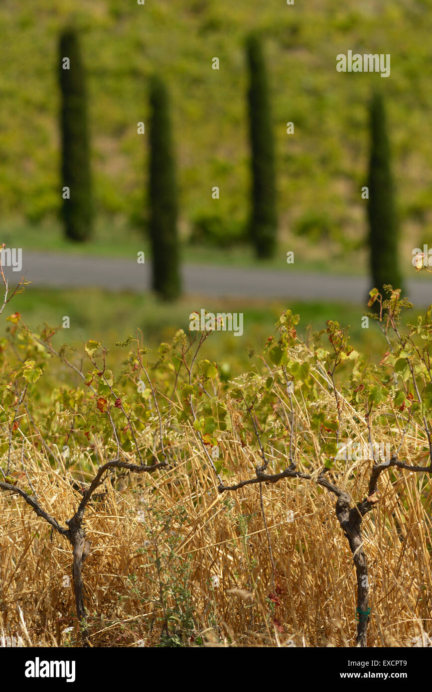 Jamieson Ranch Winery, American Canyon, Napa CA Stock Photo Alamy