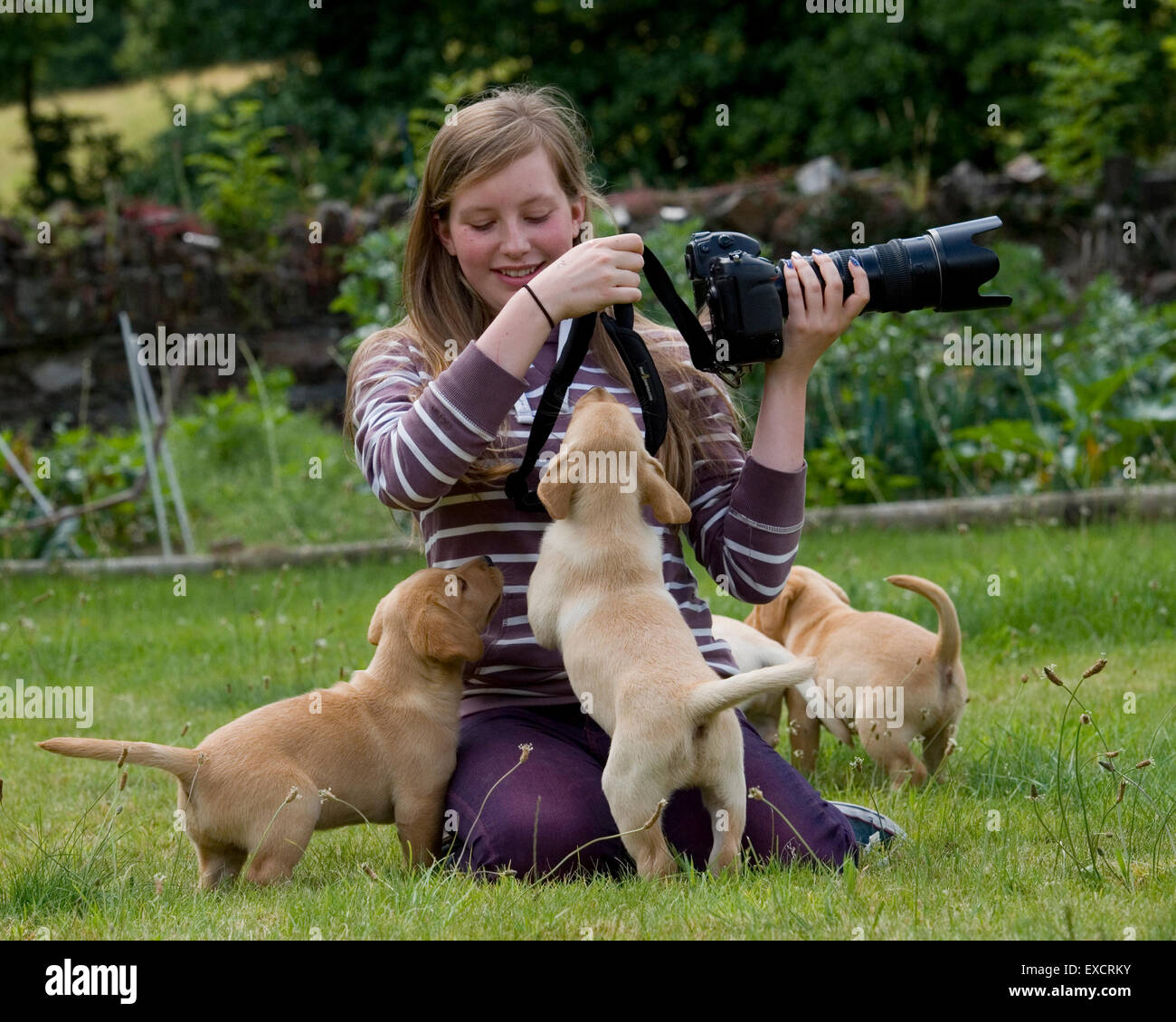 photographer besieged by puppies Stock Photo