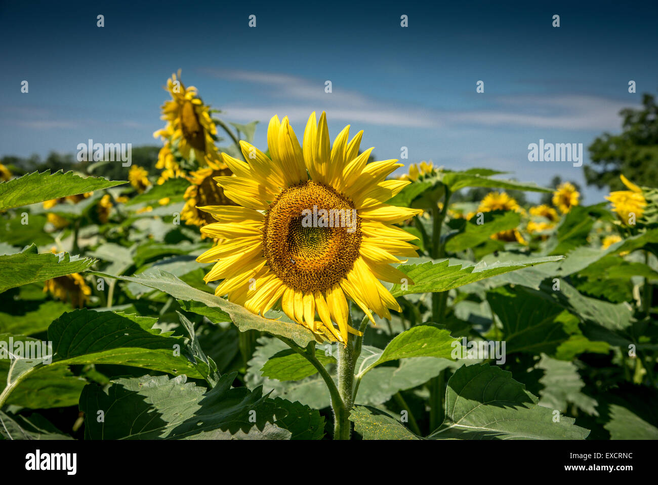 Sunflowers in full bloom Stock Photo - Alamy