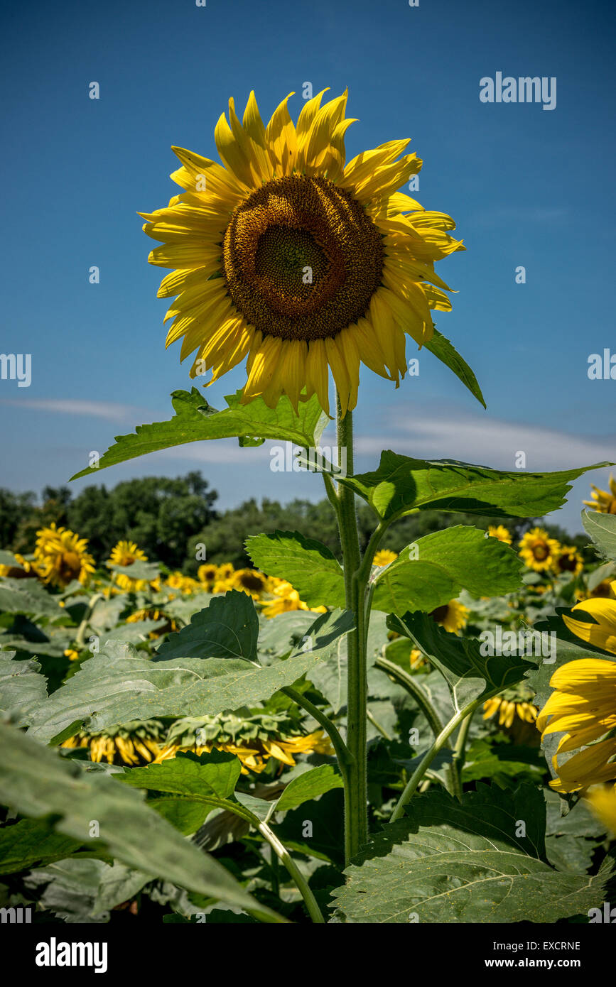 Sunflowers in full bloom Stock Photo Alamy