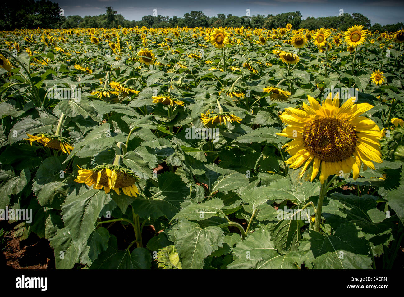 Sunflowers in full bloom Stock Photo - Alamy