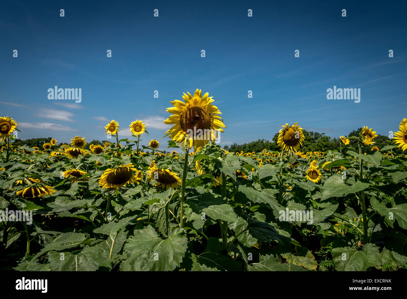 Sunflowers in full bloom Stock Photo - Alamy