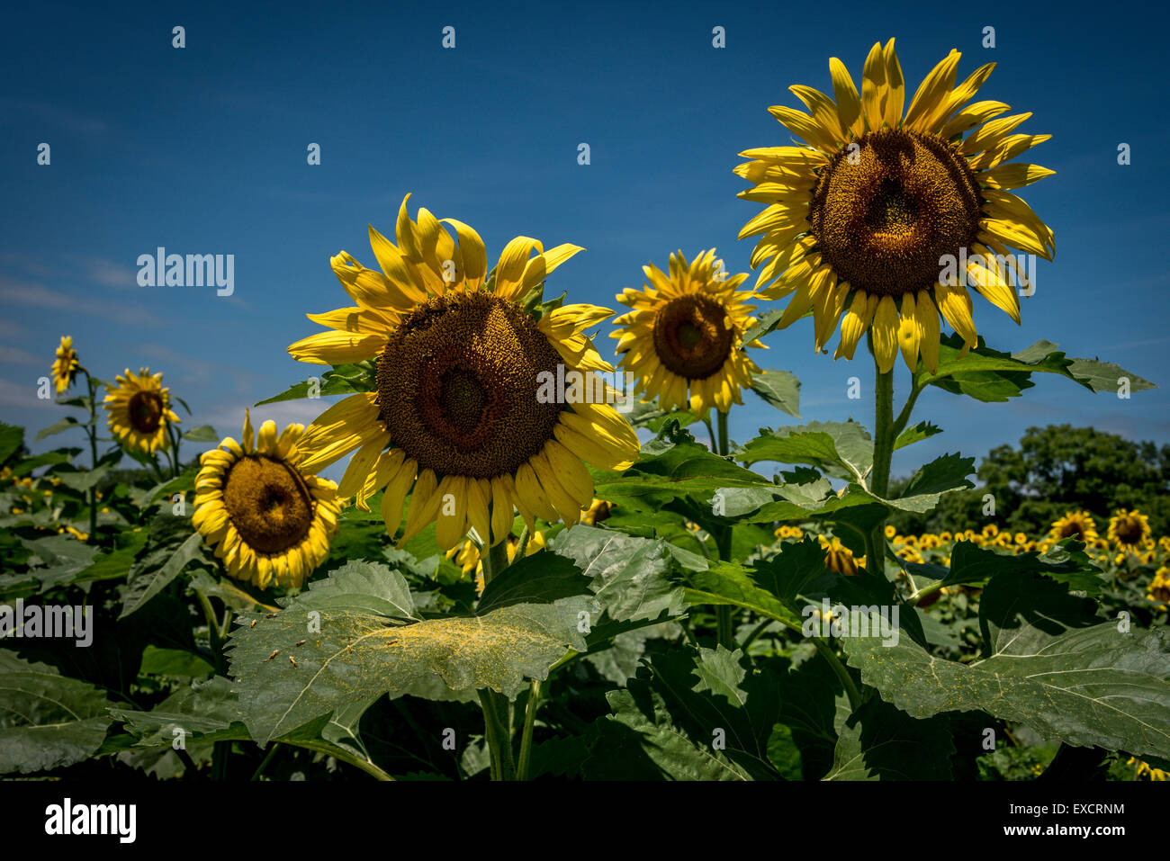 Sunflowers in full bloom Stock Photo Alamy
