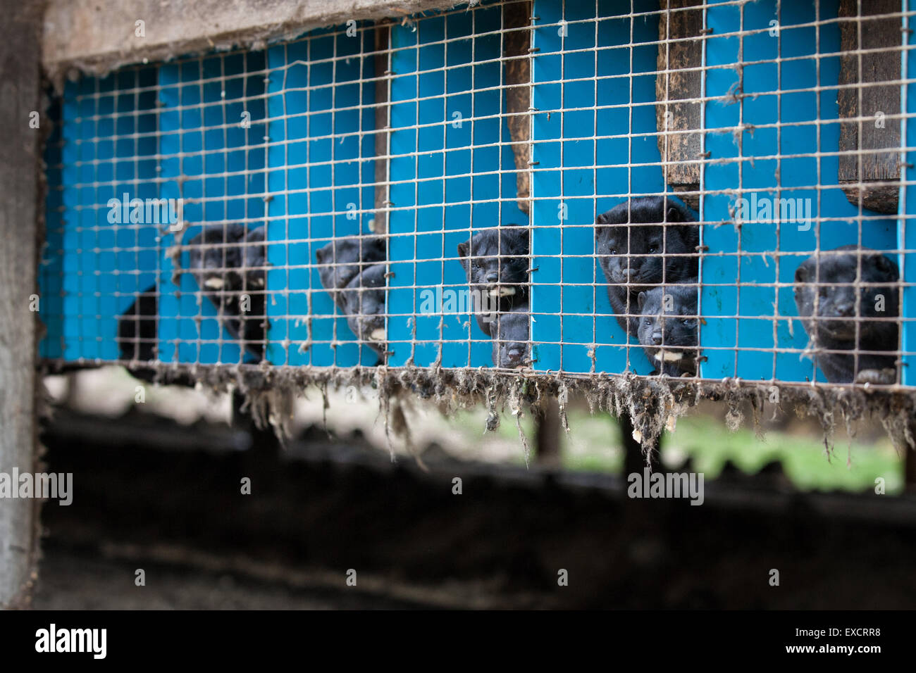 Black fur minks are raised at this mink farm in the Midwestern part of the United States. Stock Photo
