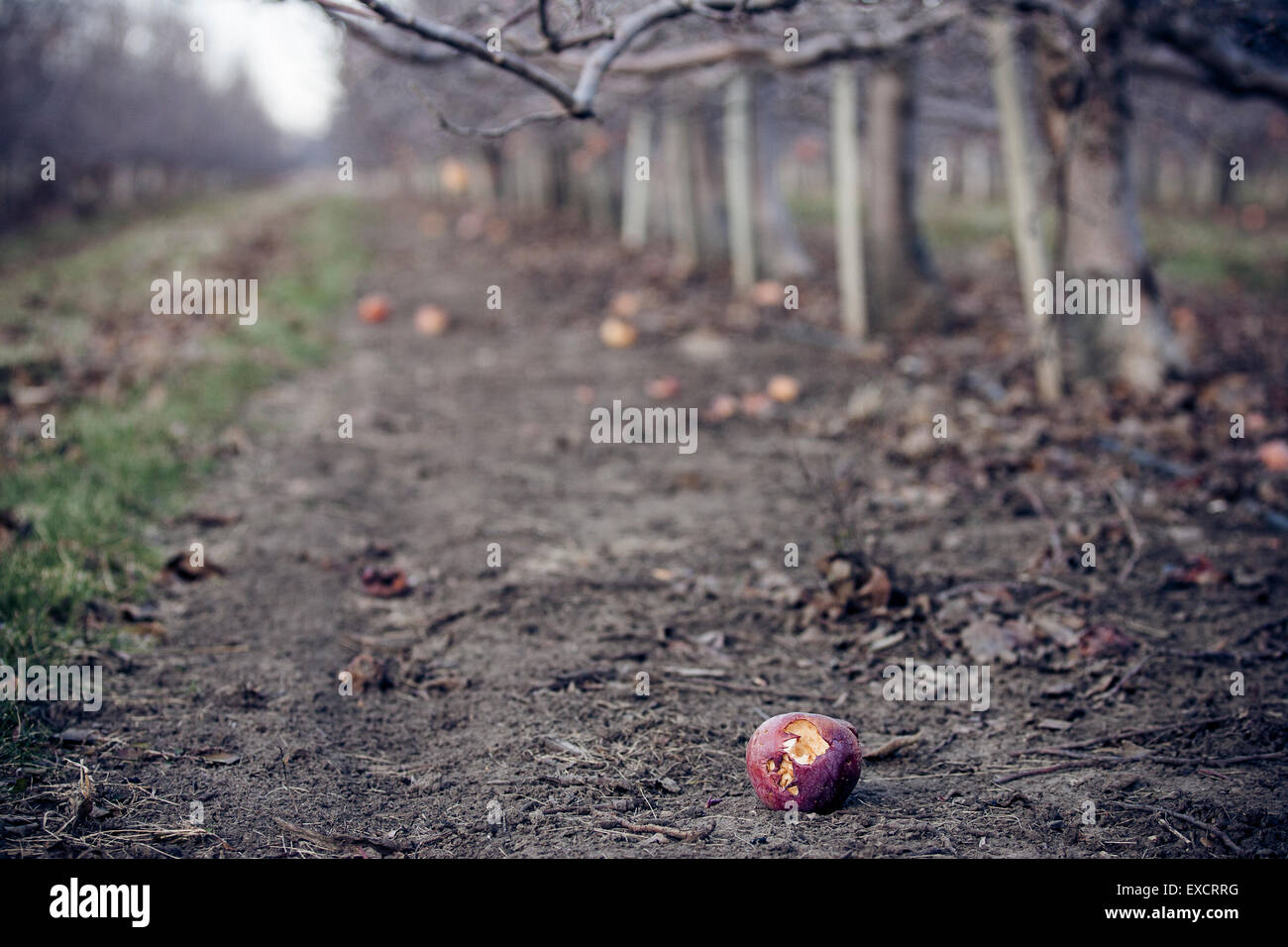 The scene post harvest at a farm and orchard in Wisconsin after a