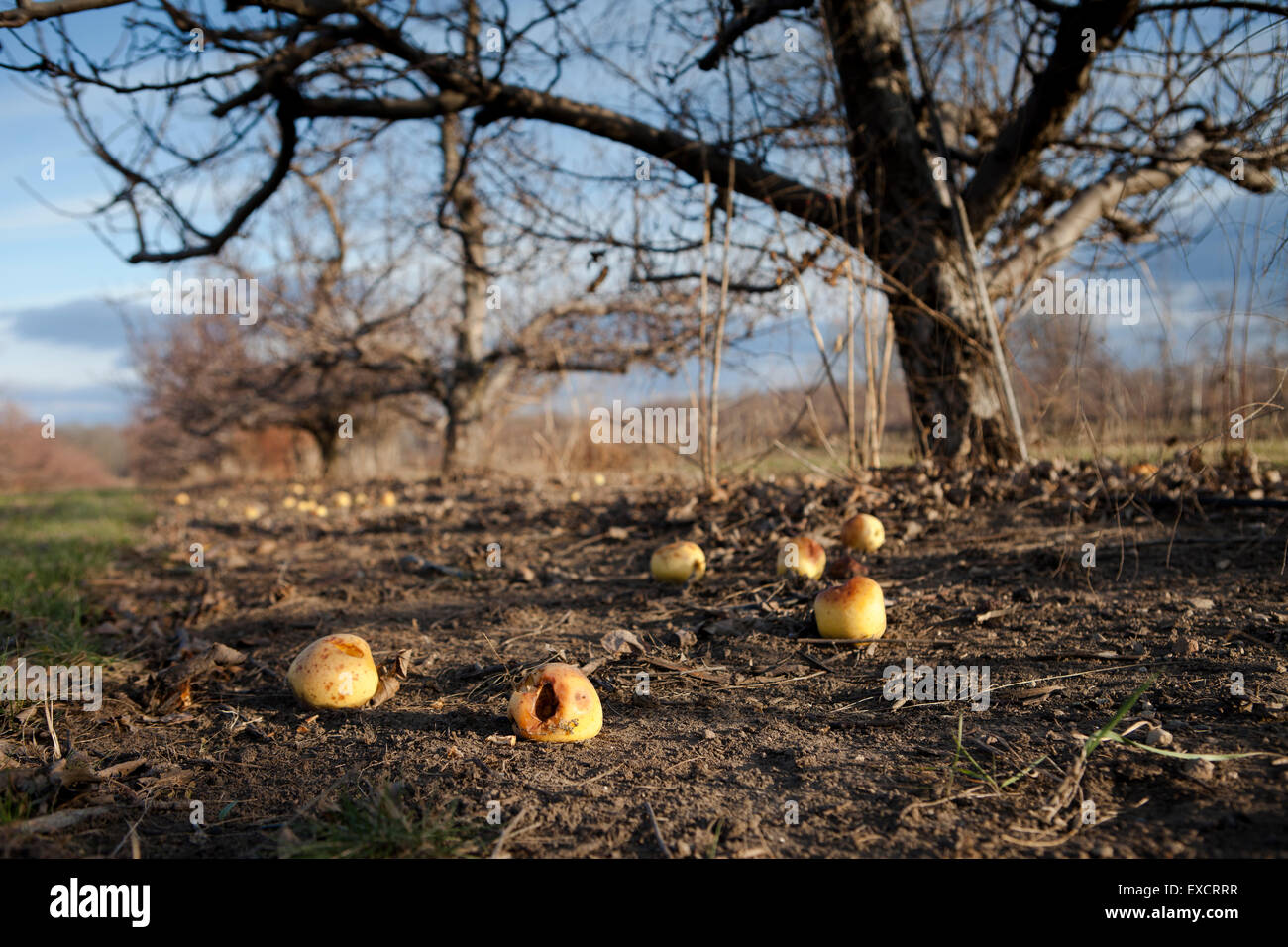 The scene post harvest at a farm and orchard in Wisconsin after a