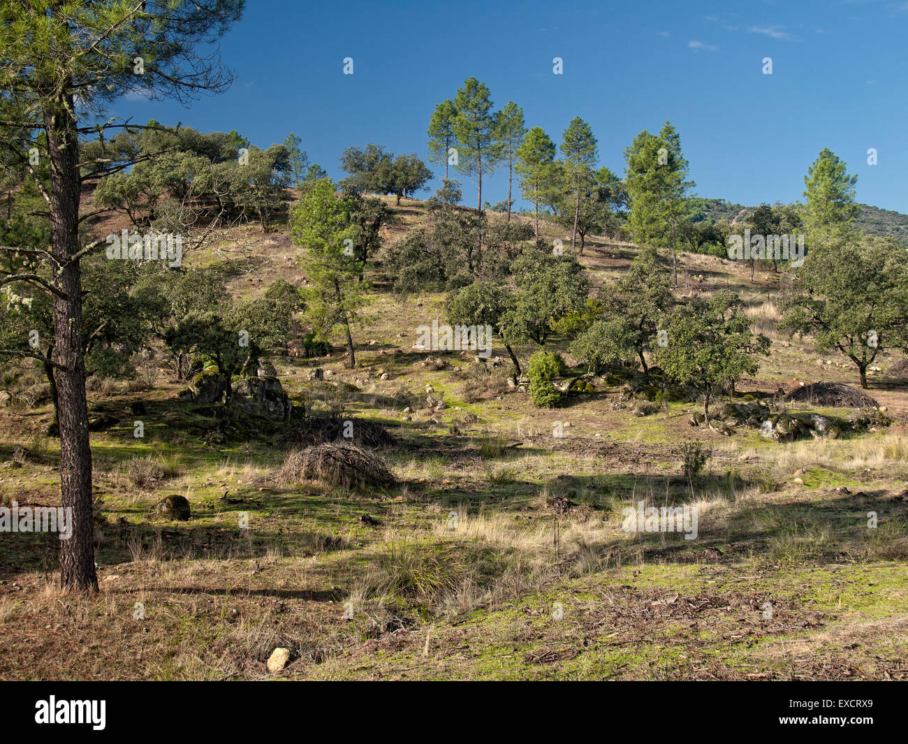 Stone pines, Pinus pinea, Sierra de Cardeña-Montoro Natural Park. Andalusia. Spain. Stock Photo