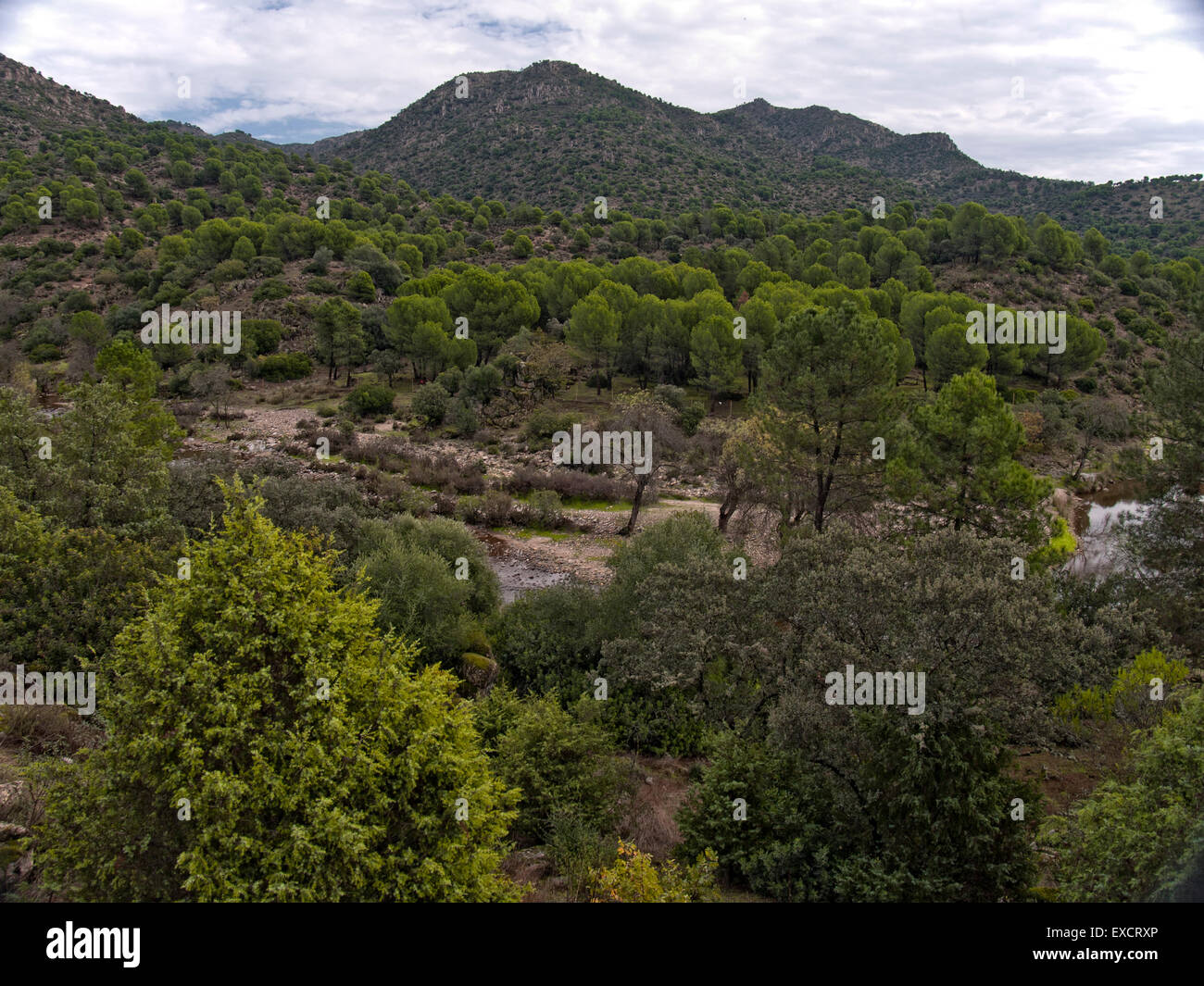 Stone pines, Pinus pinea, Sierra de Cardeña-Montoro Natural Sierra de Cardeña-Montoro Natural Park. Andalusia. Spain. Stock Photo