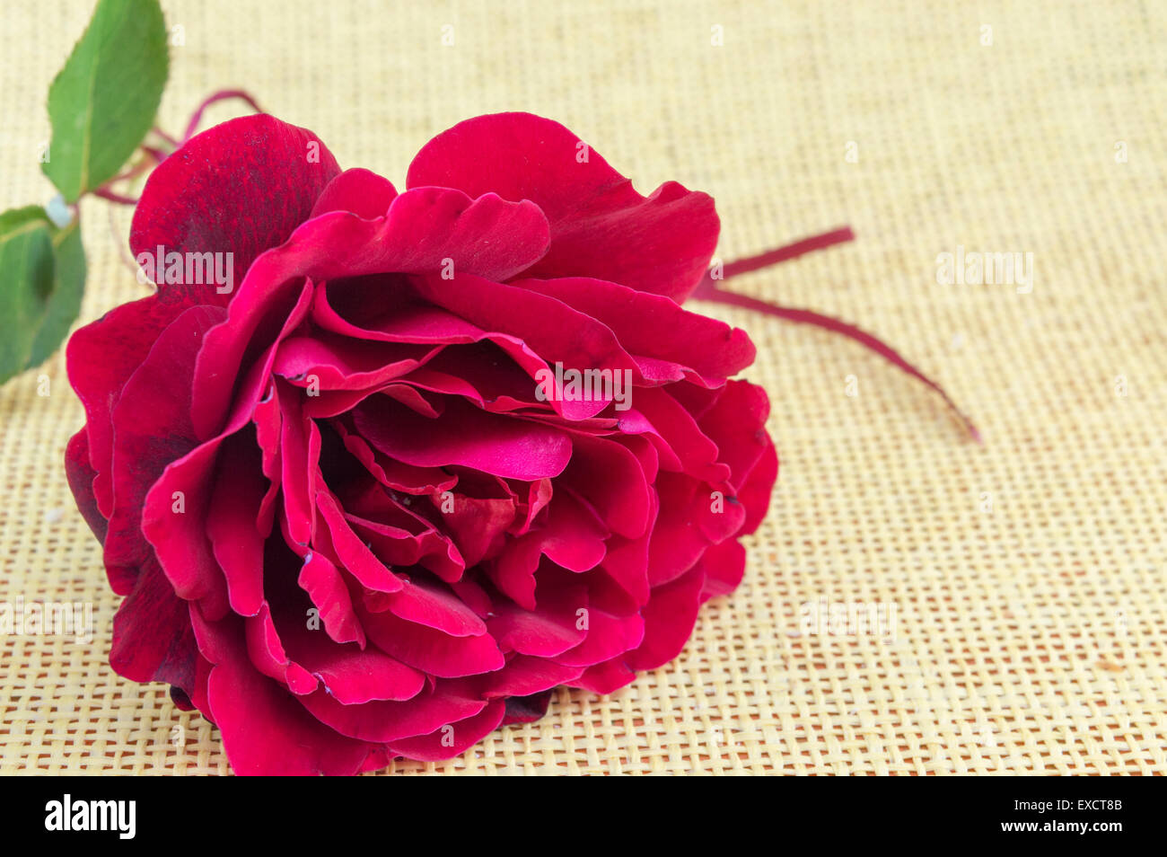 Natural red rose on a yellow background Stock Photo