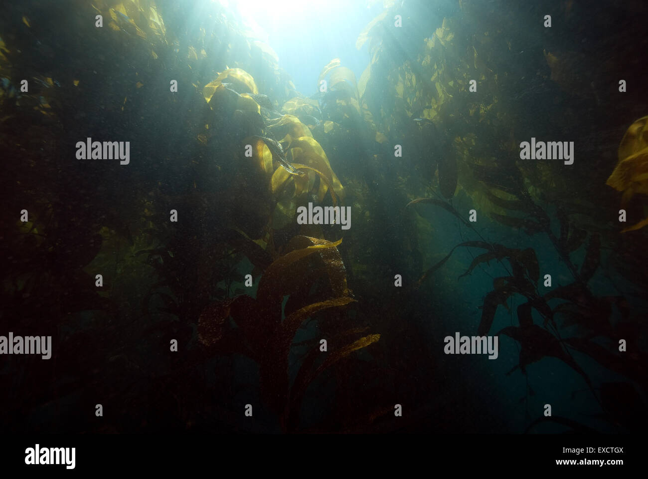 Underwater California Kelp Forest Stock Photo Alamy