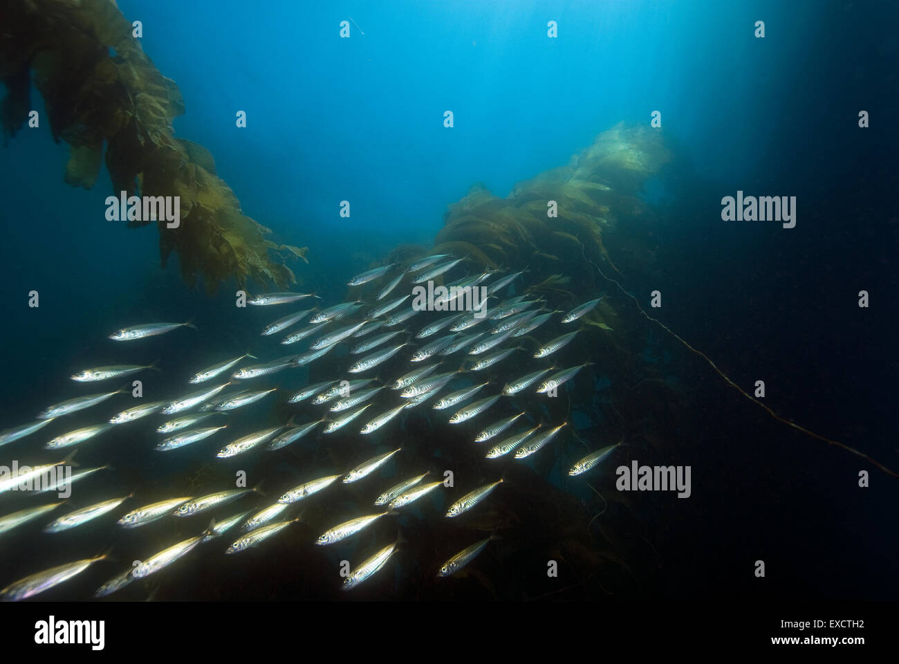 Fish school swimming at underwater California Kelp Forest Stock Photo