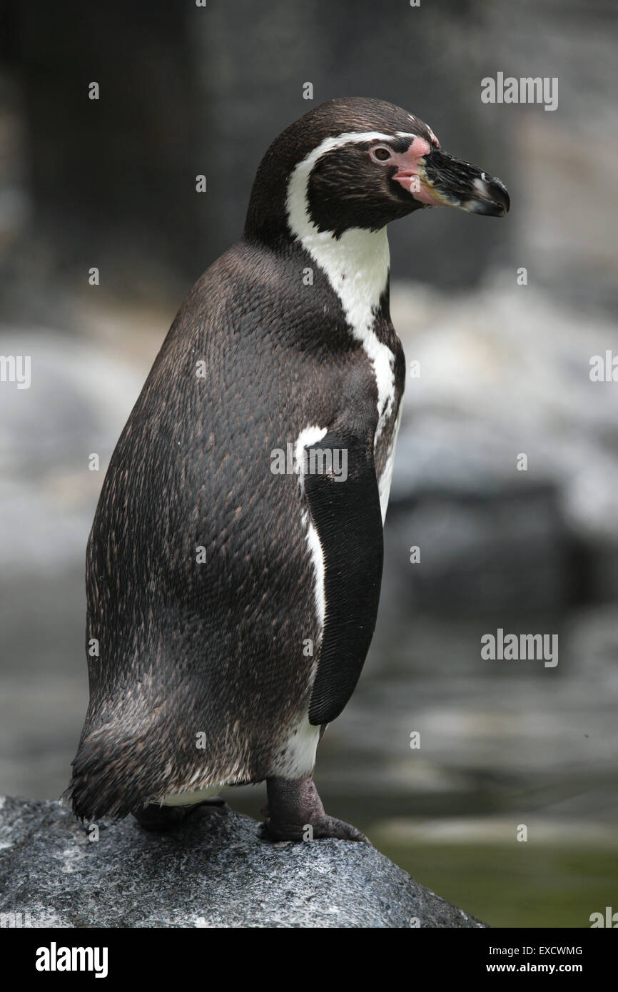 Peruvian chilean fauna hi-res stock photography and images - Alamy