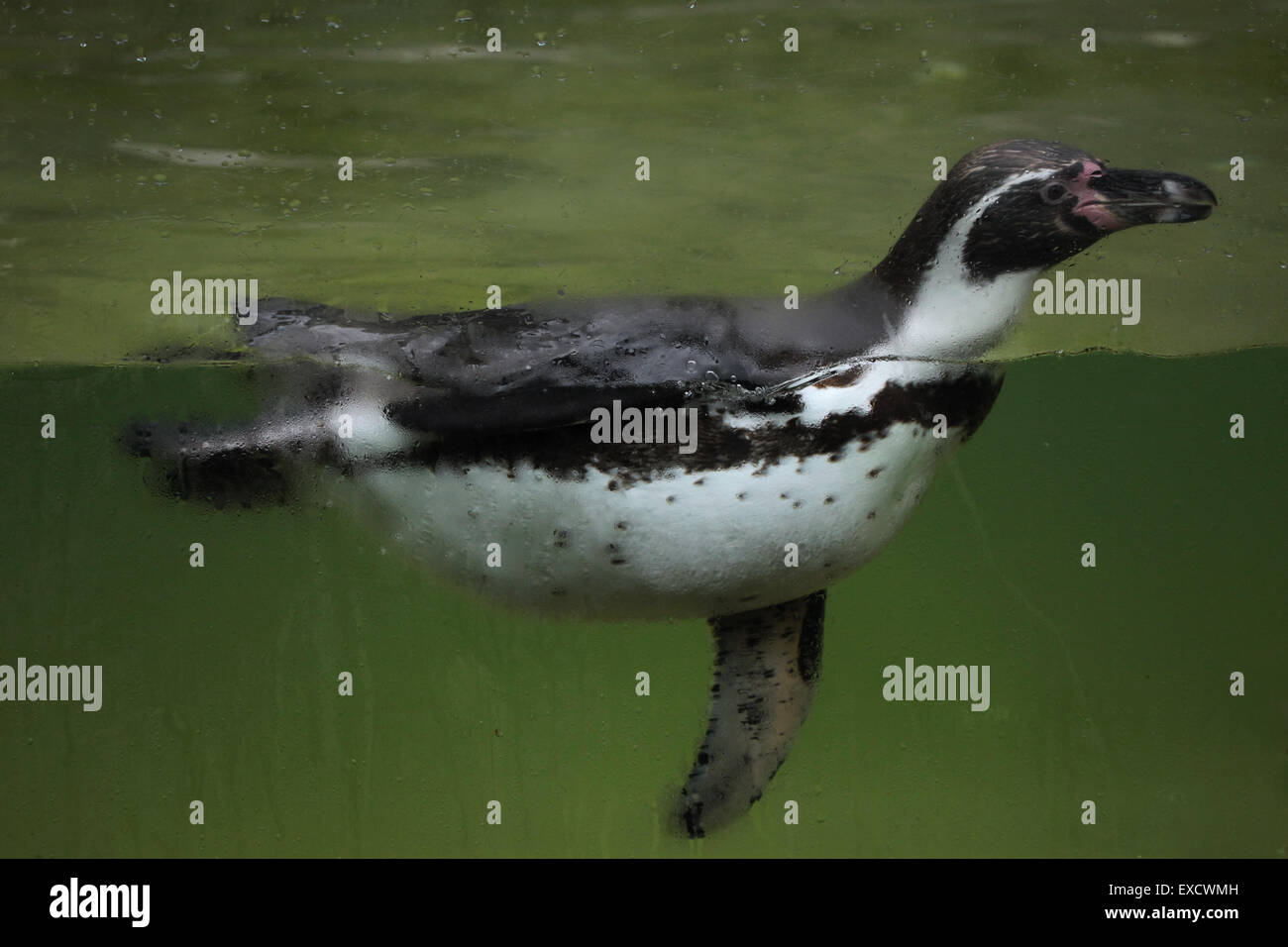 Peruvian chilean fauna hi-res stock photography and images - Alamy
