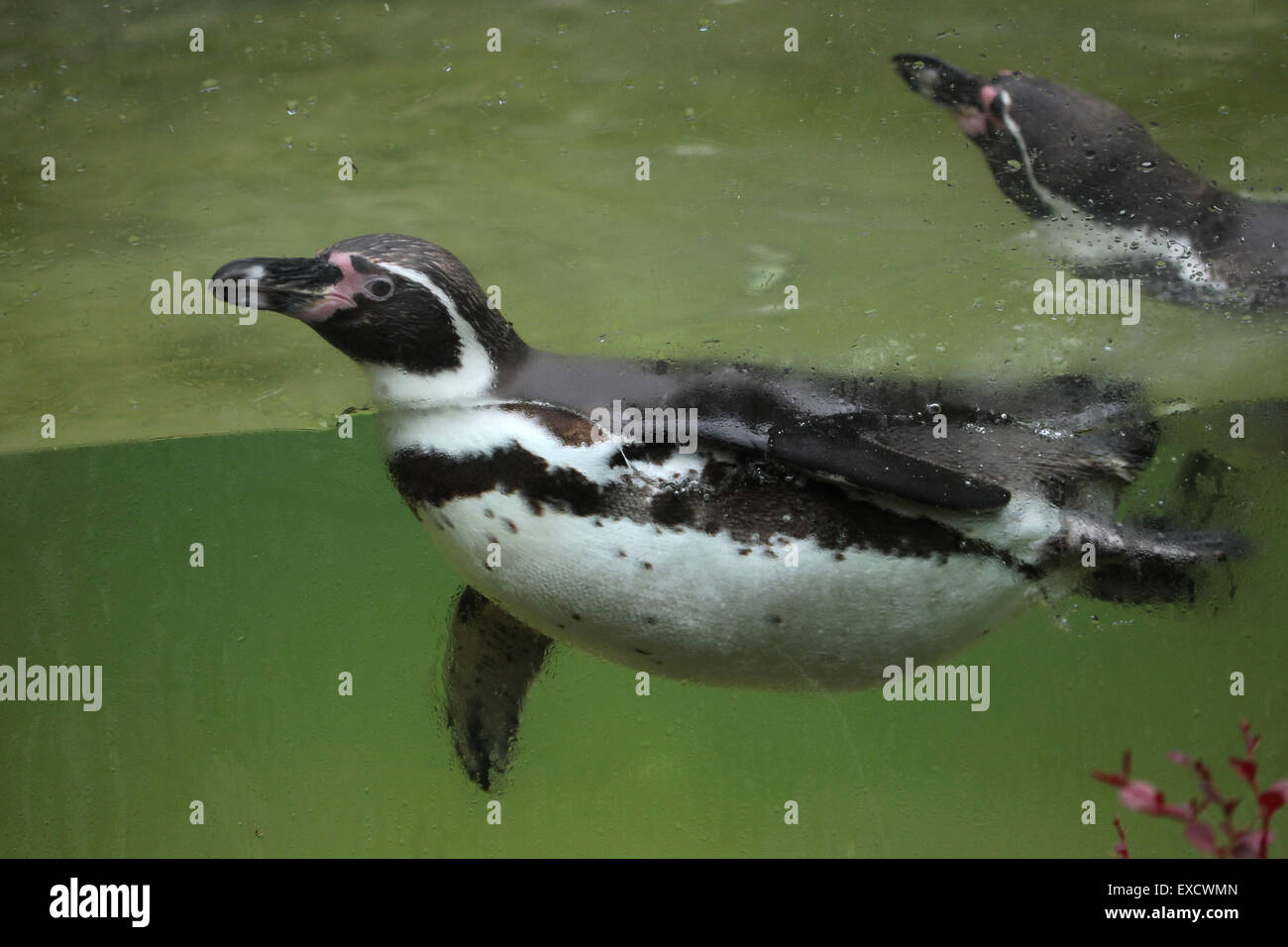 Peruvian chilean fauna hi-res stock photography and images - Alamy