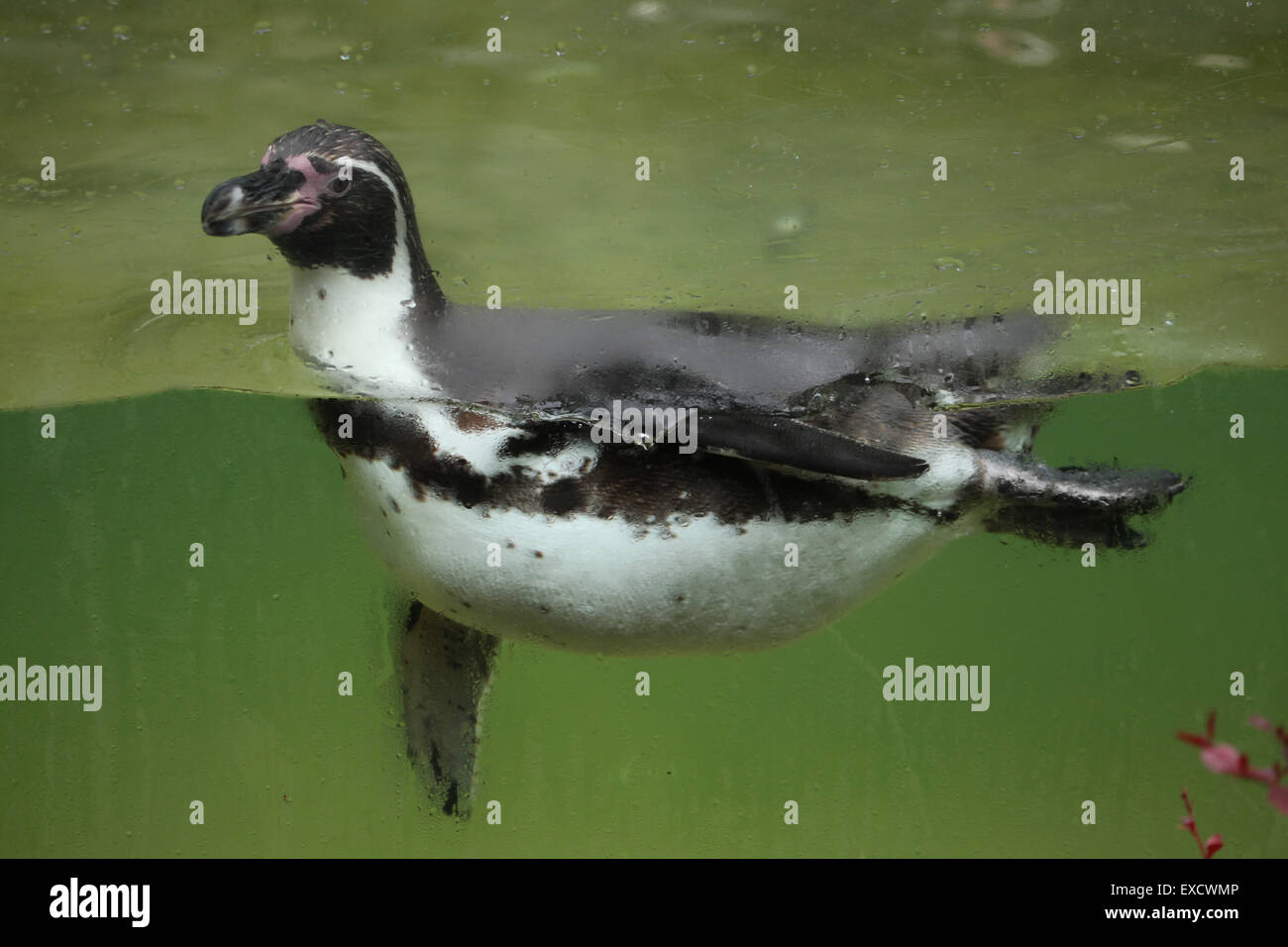 Peruvian chilean fauna hi-res stock photography and images - Alamy