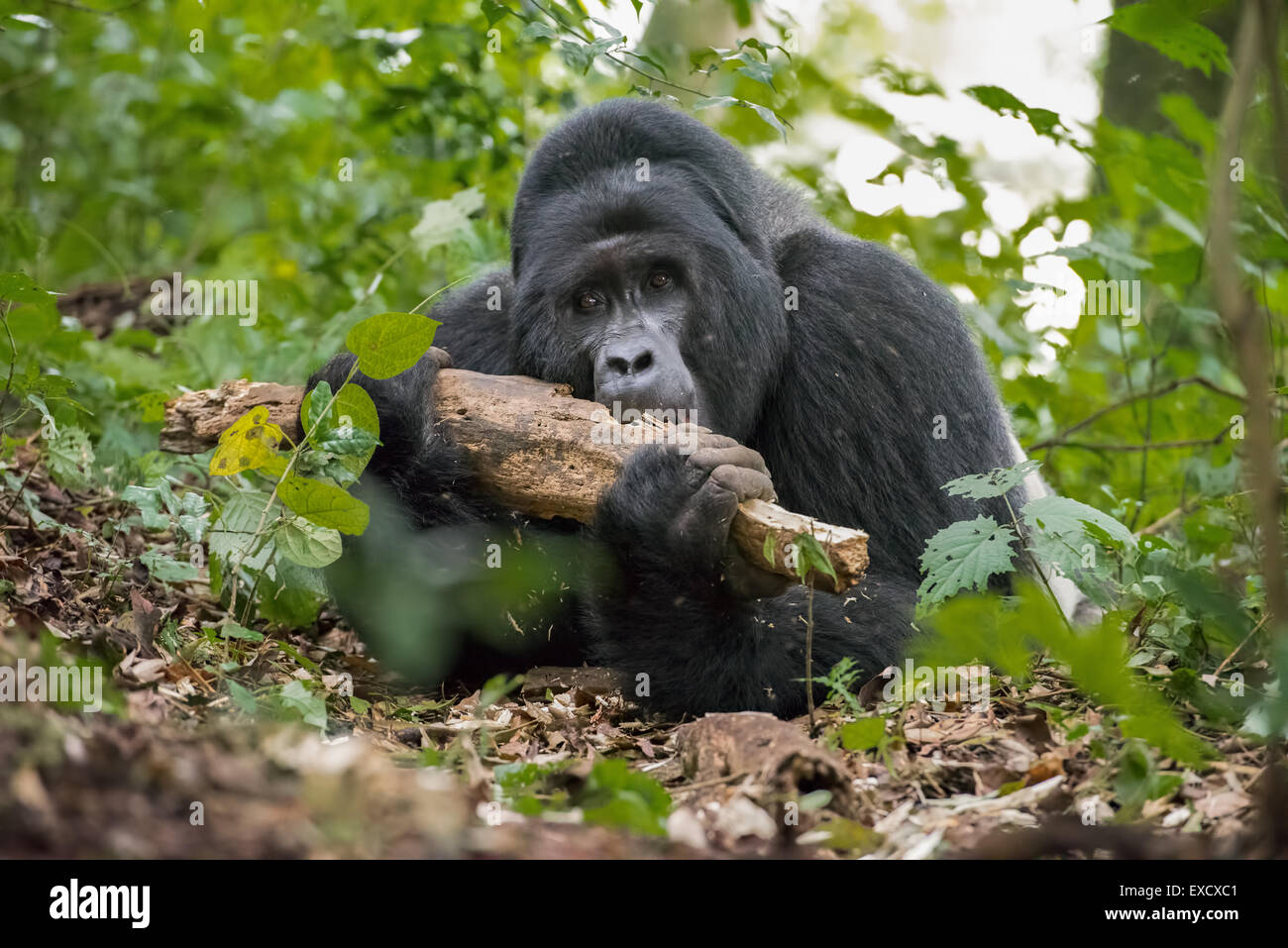 Gorilla eating termites from log, Bwindi, Uganda Stock Photo