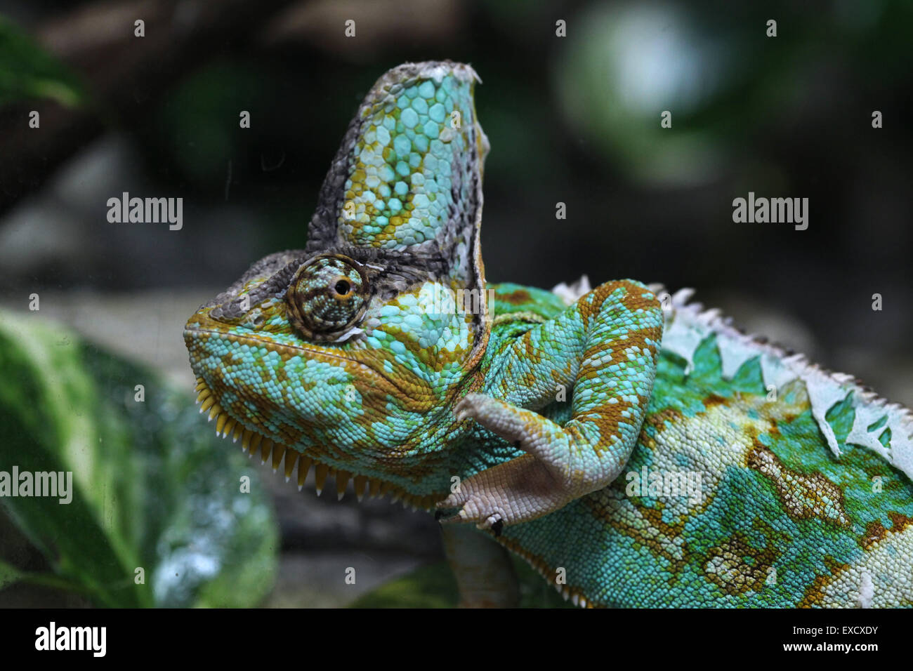 Veiled chameleon (Chamaeleo calyptratus), also known as the Yemen ...