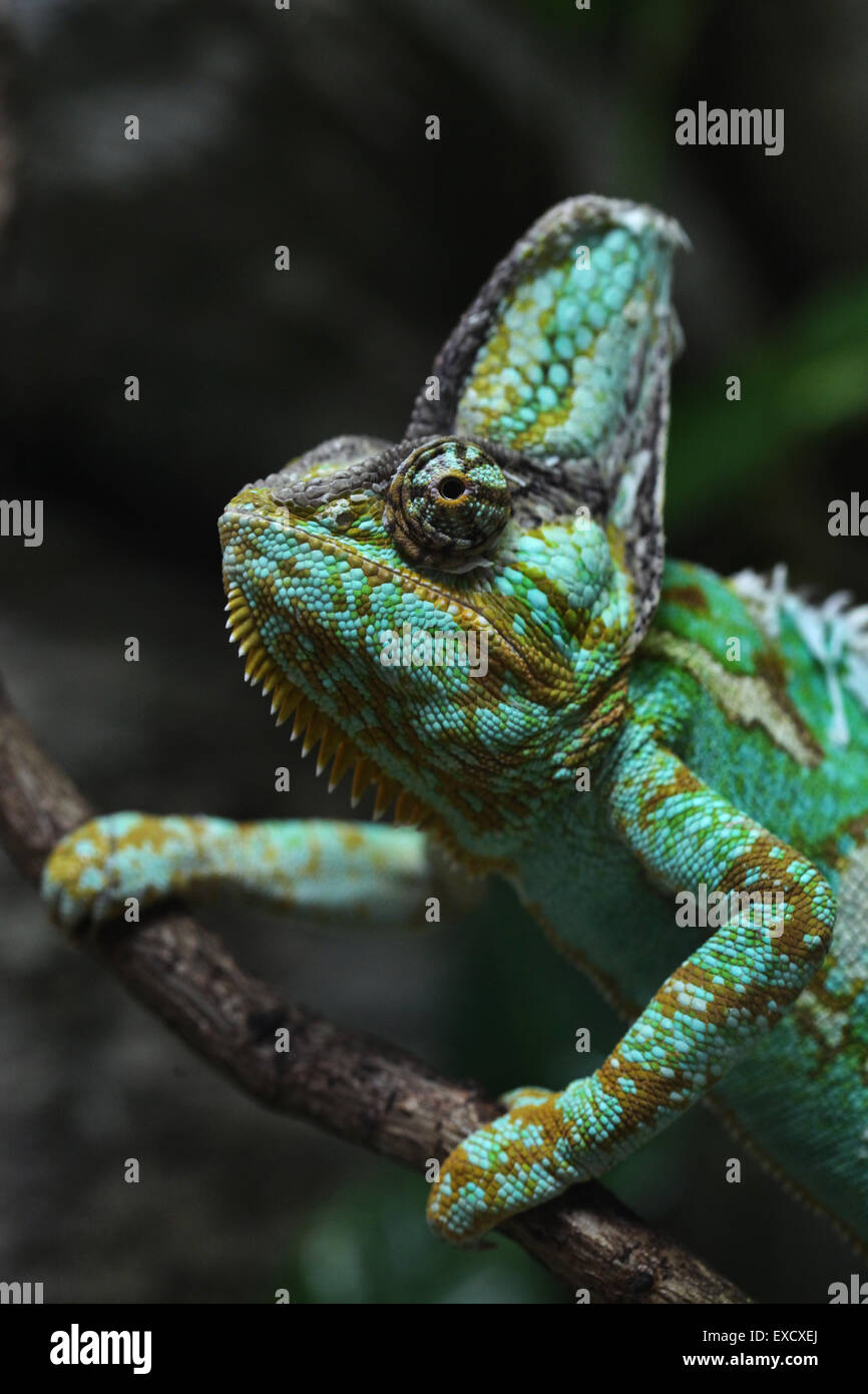 Veiled chameleon (Chamaeleo calyptratus), also known as the Yemen ...