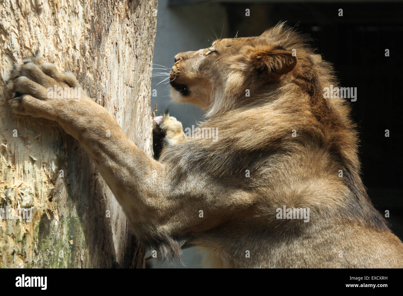 Barbary lion (Panthera leo leo), also known as the Atlas lion at Liberec Zoo in North Bohemia, Czech Republic. Stock Photo