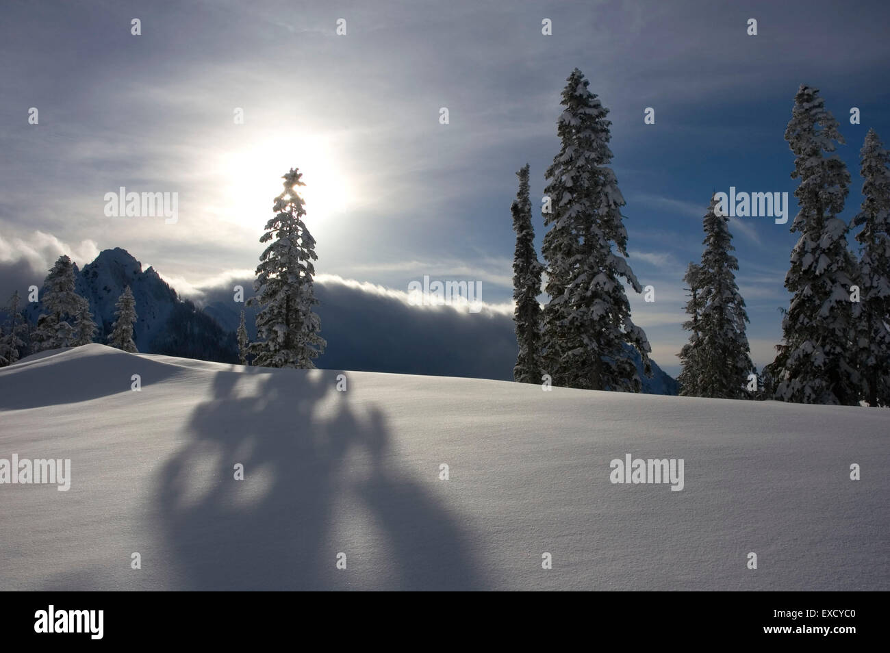 Rainer Shadow Winter tree shadow, Mt Rainier National Park, Washington Stock Photo ...
