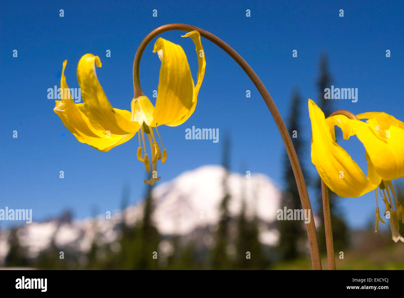 Glacier lily, Mt Rainier National Park, Washington Stock Photo - Alamy