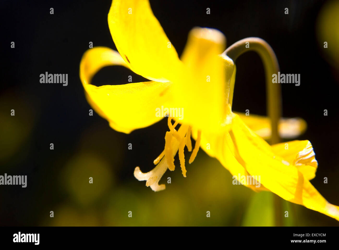 Glacier lily, Mt Rainier National Park, Washington Stock Photo - Alamy