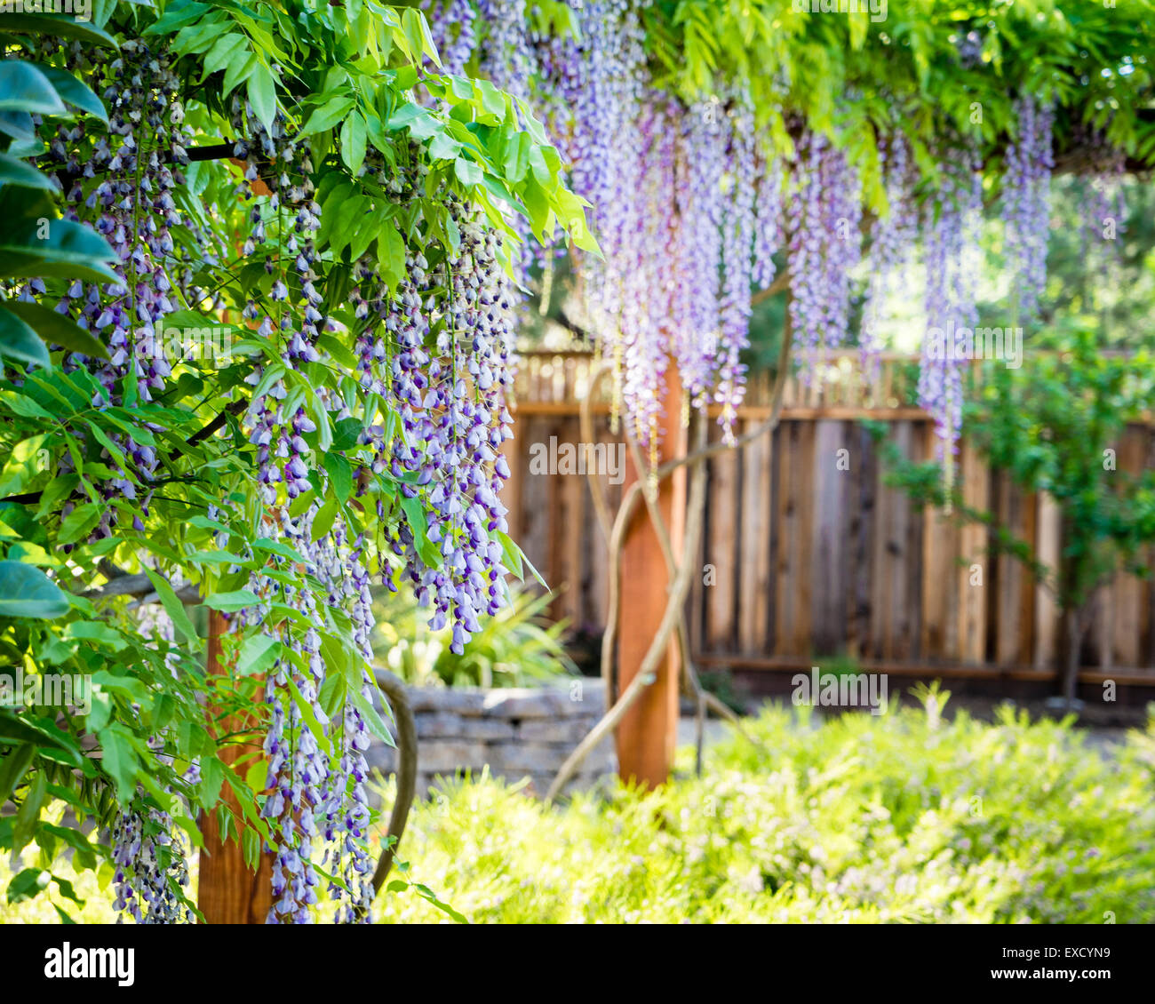 Wisteria flowers in full bloom dangling from arbor Stock Photo