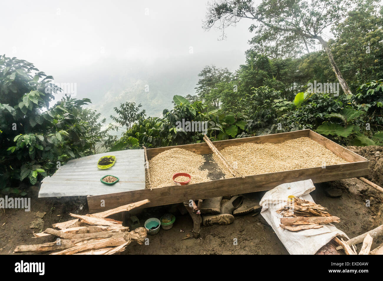 Raw coffee bean sorting area at a very small-scale coffee plantation in the Sierra Nevada de Santa Marta of Colombia. Stock Photo