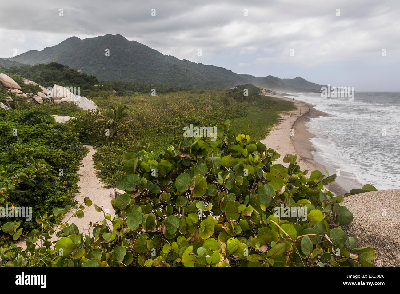 Trail along the coast in Tayrona National Park near Santa Marta, Colombia.  The park is one of the most popular tourist destinat Stock Photo