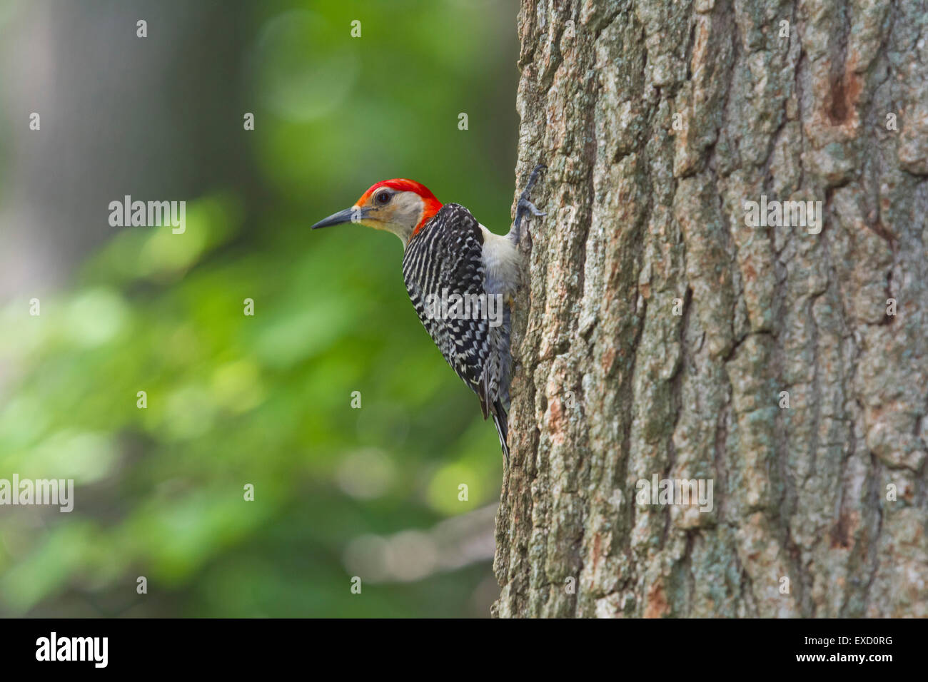 Red-bellied Woodpecker Stock Photo