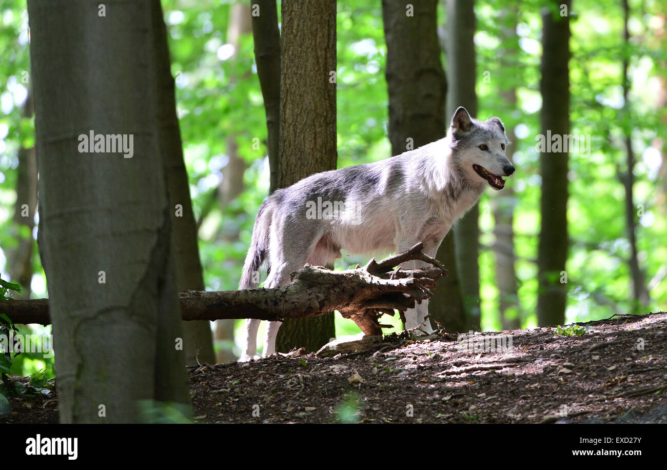 Worbis, Germany. 7th July, 2015. A wolf in the outdoor enclosure at the Alternativer Baerenpark Worbis in Worbis, Germany, 7 July 2015. Currently, 8 bears and 5 wolves live in the 5-hectare enclosure. Photo: Martin Schutt/dpa/Alamy Live News Stock Photo