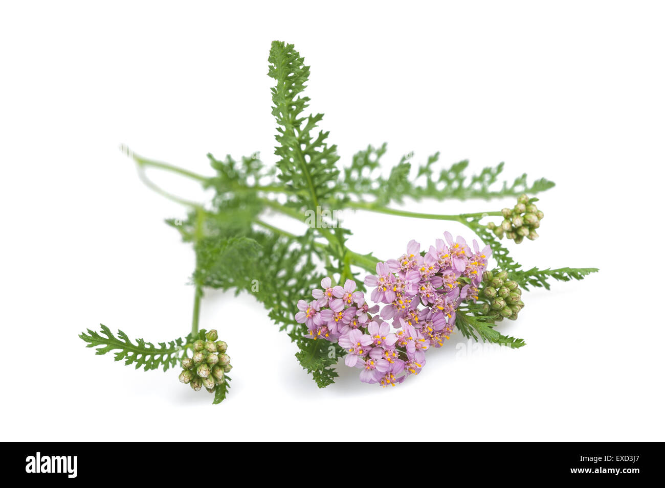 yarrow flowers isolated on a white background Stock Photo - Alamy
