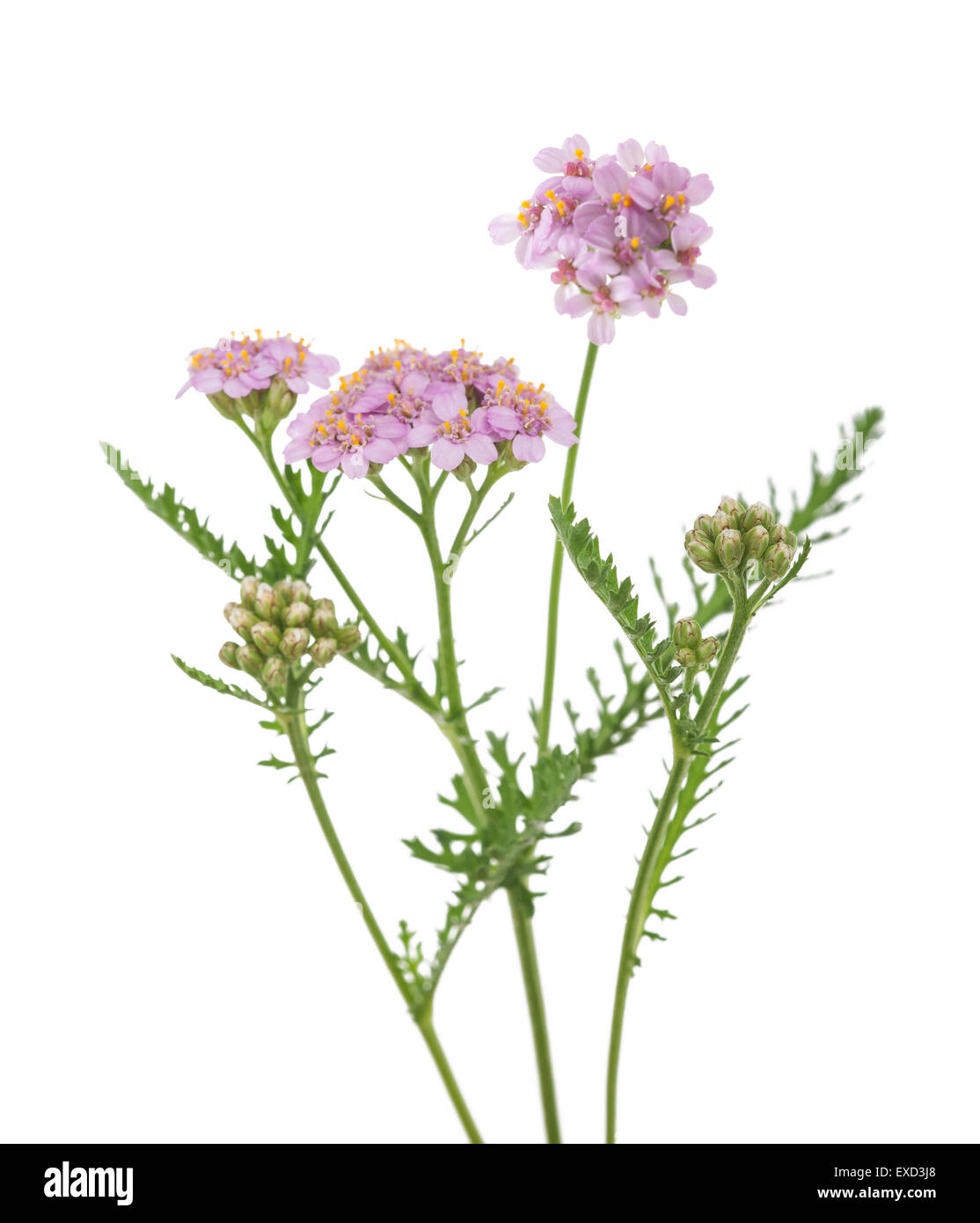 yarrow flowers isolated  on a white background Stock Photo