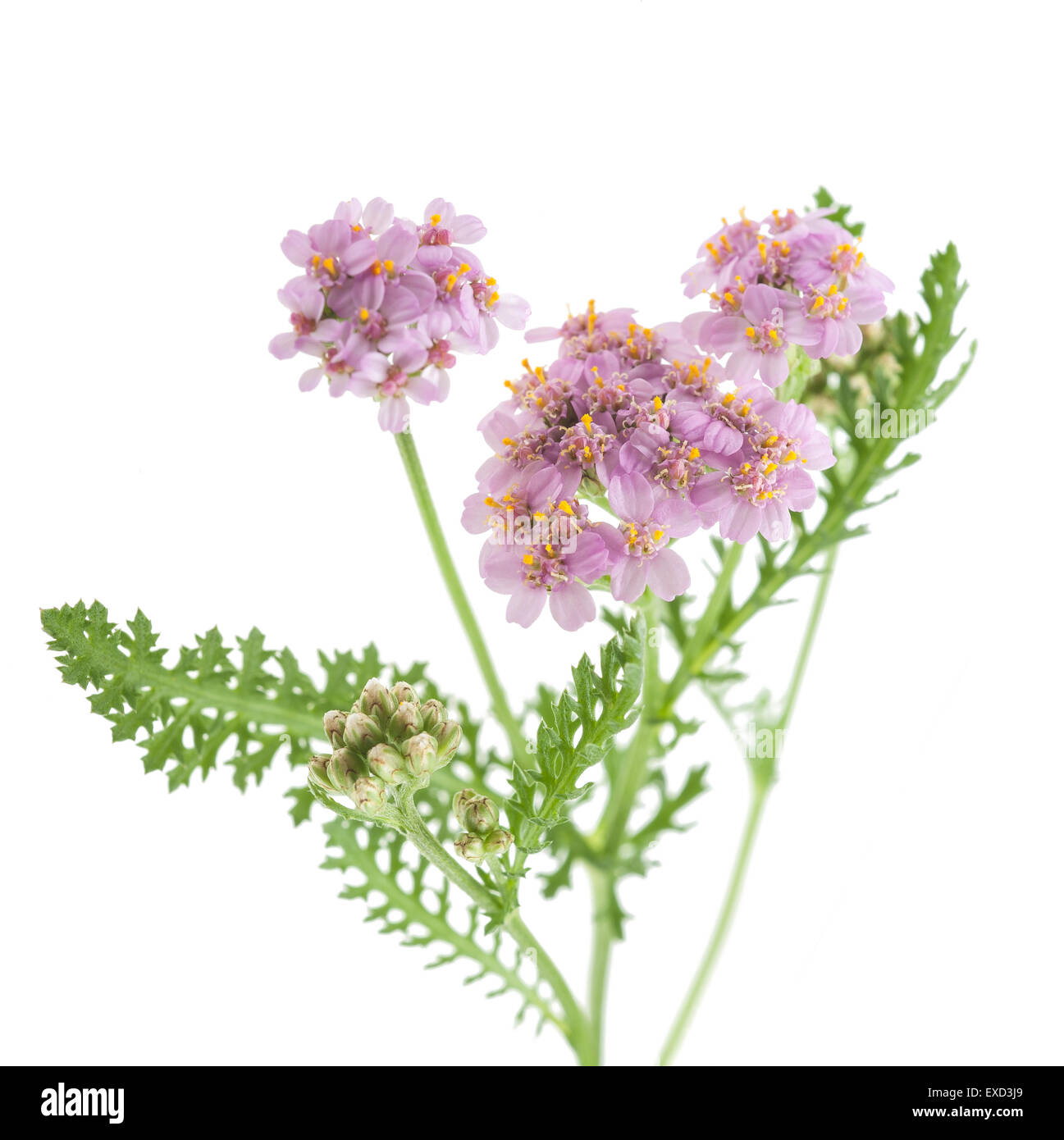 yarrow flowers isolated  on a white background Stock Photo