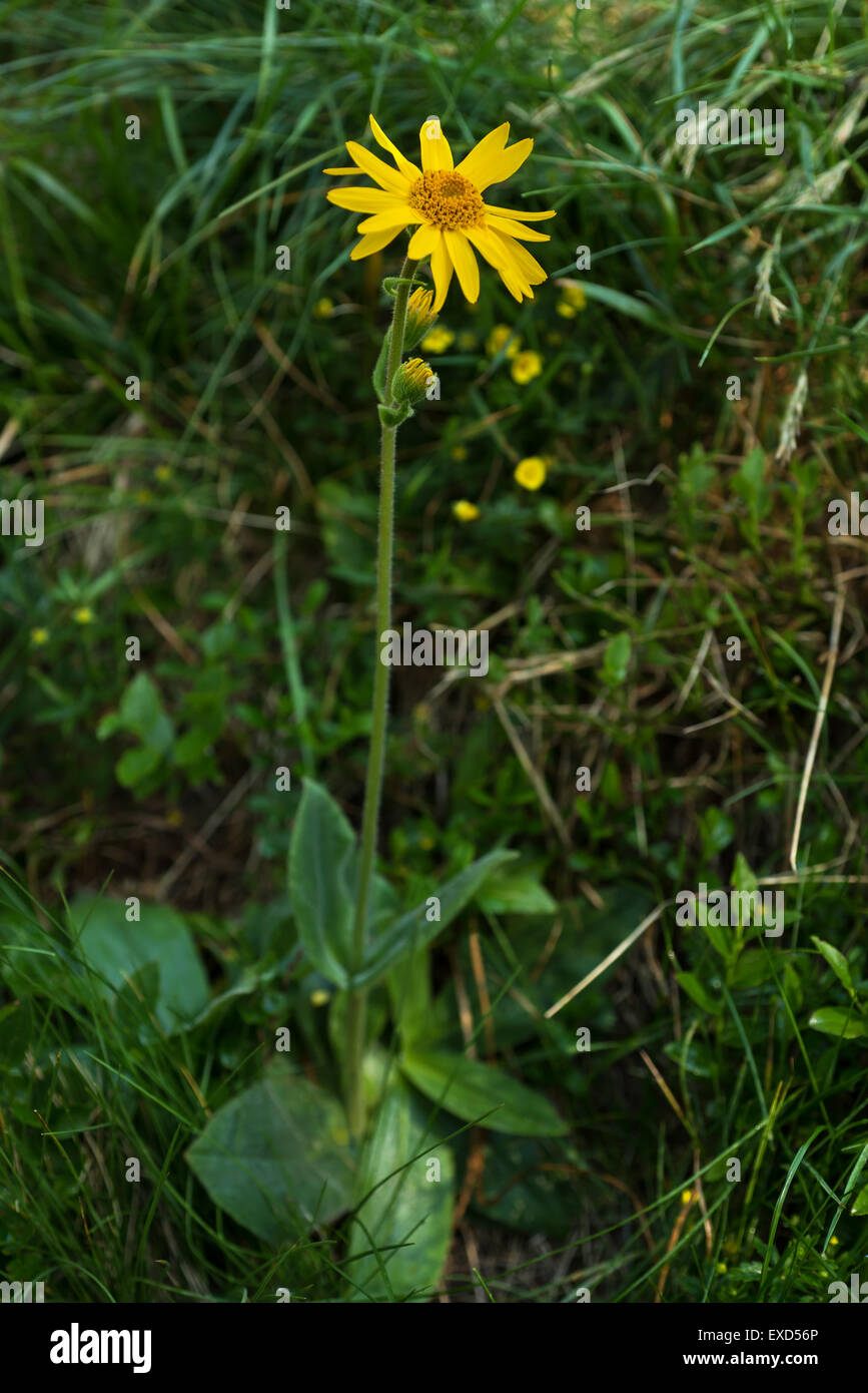 Arnica montana, yellow wild mountain flower Stock Photo Alamy